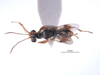 Mesodryinus veirsi image