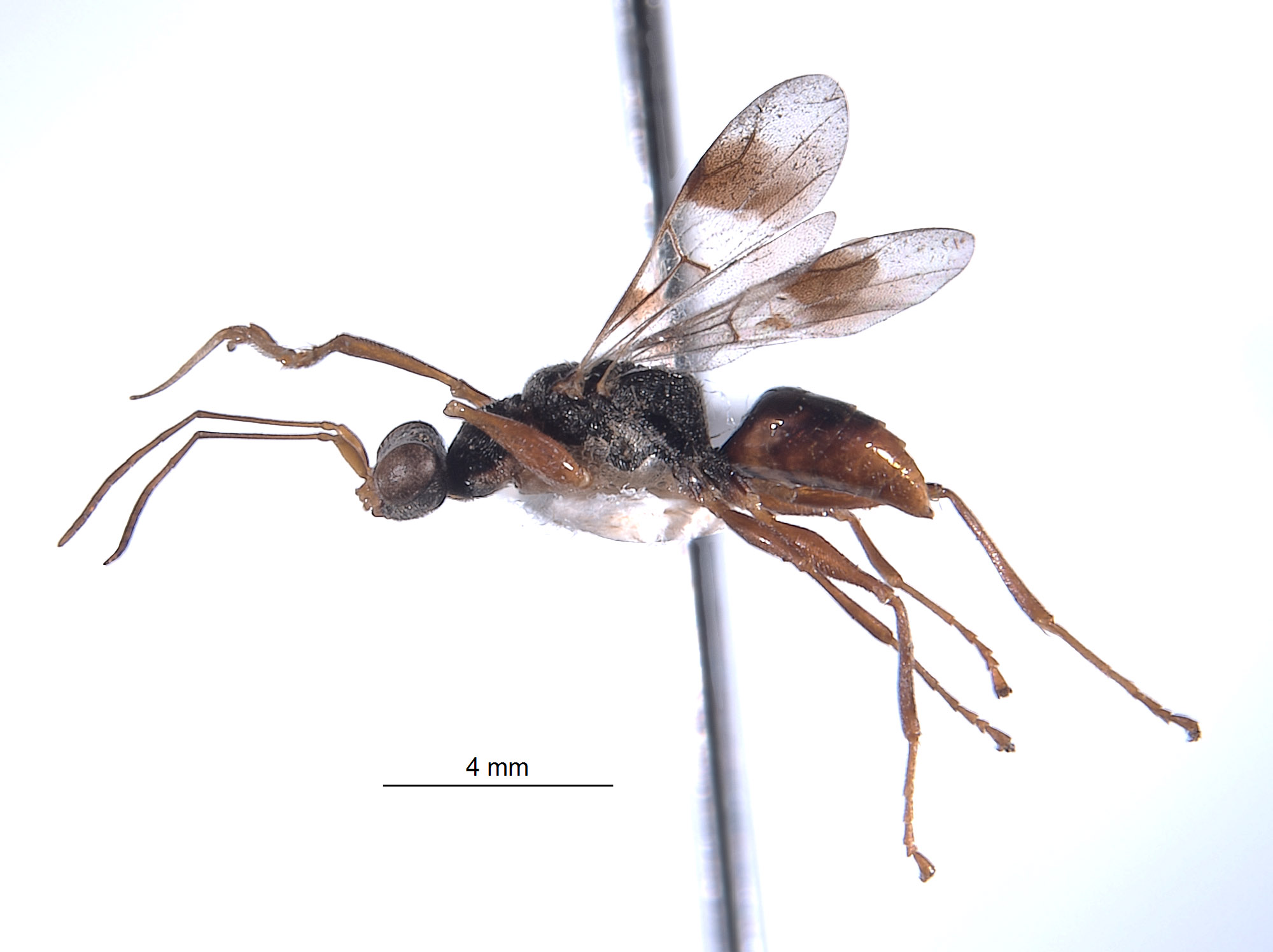Hymenoptera image