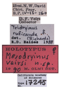 Mesodryinus veirsi image
