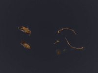 Mesodryinus veirsi image