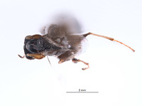 Tridryinus chiapasensis image