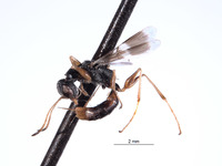 Image of Tridryinus chiapasensis