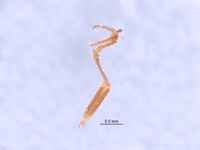 Tridryinus chiapasensis image