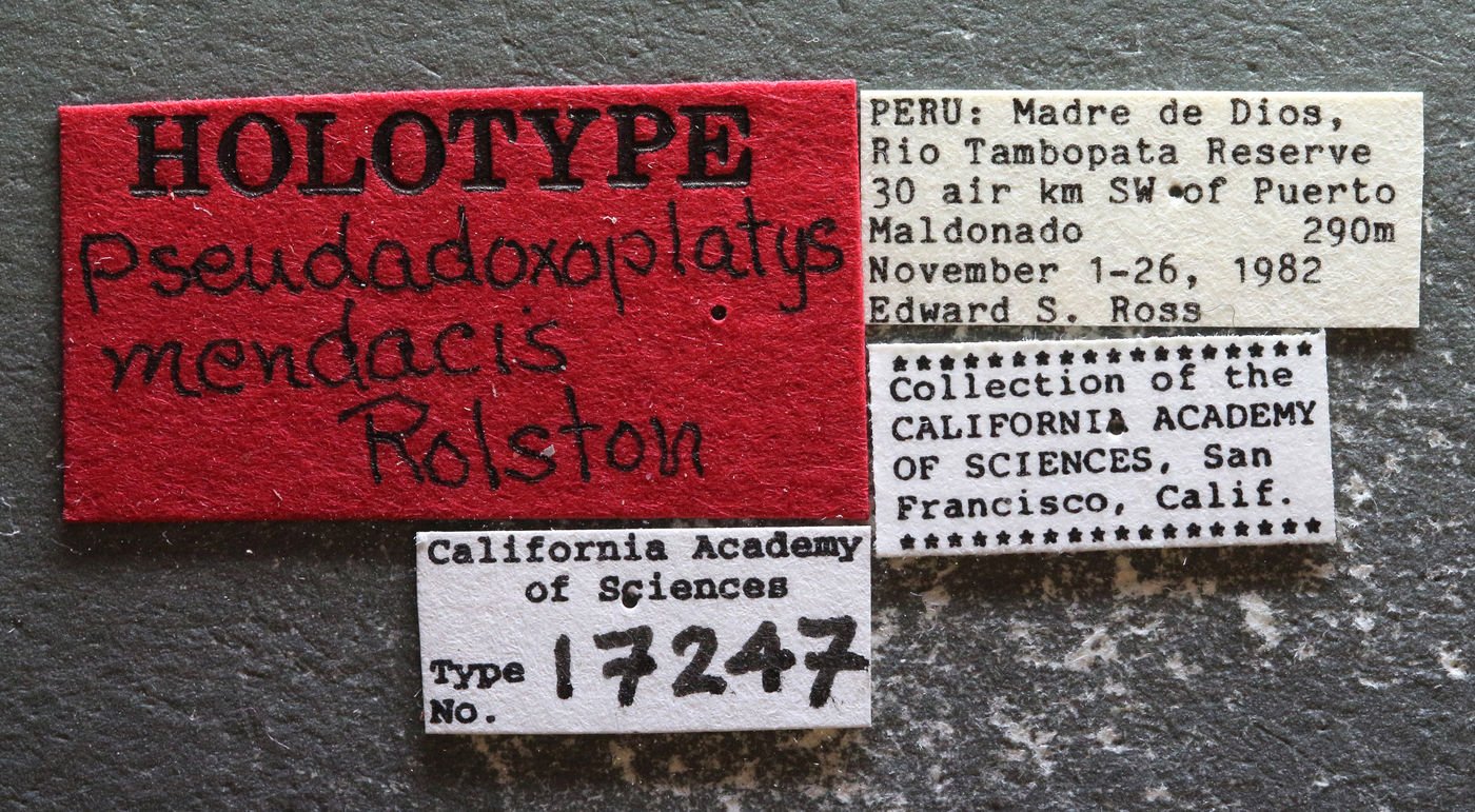 Pseudadoxoplatys mendacis image