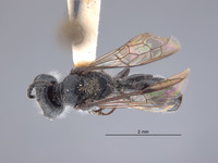 Image of Pemphredon fischeri