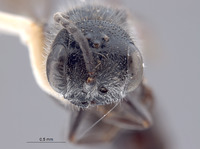 Pemphredon fischeri image