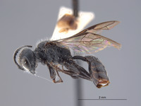 Pemphredon fischeri image