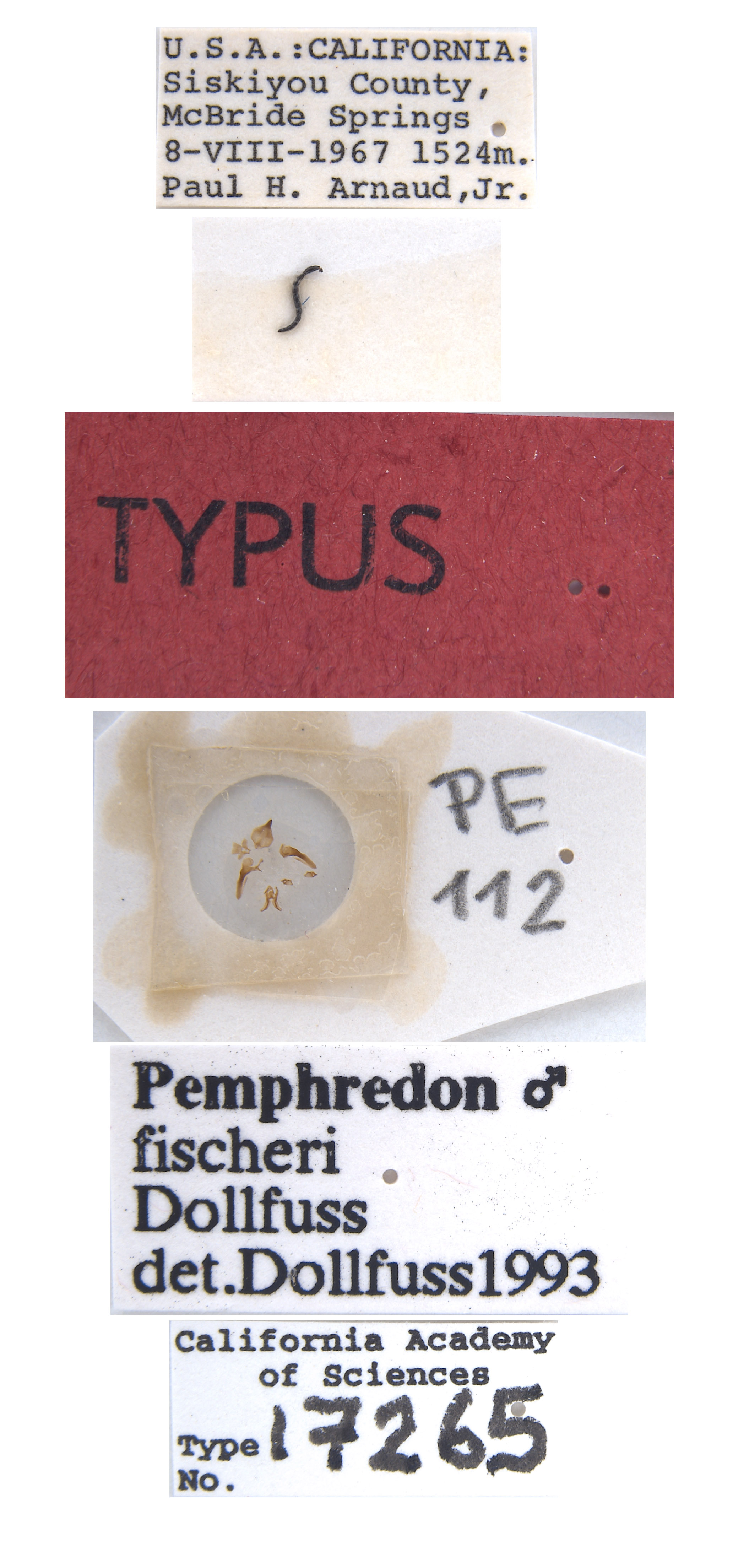 Pemphredon image