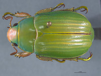 Plusiotis cusuquensis image