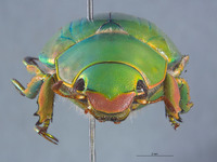 Plusiotis cusuquensis image