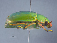 Plusiotis cusuquensis image