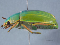 Plusiotis cusuquensis image