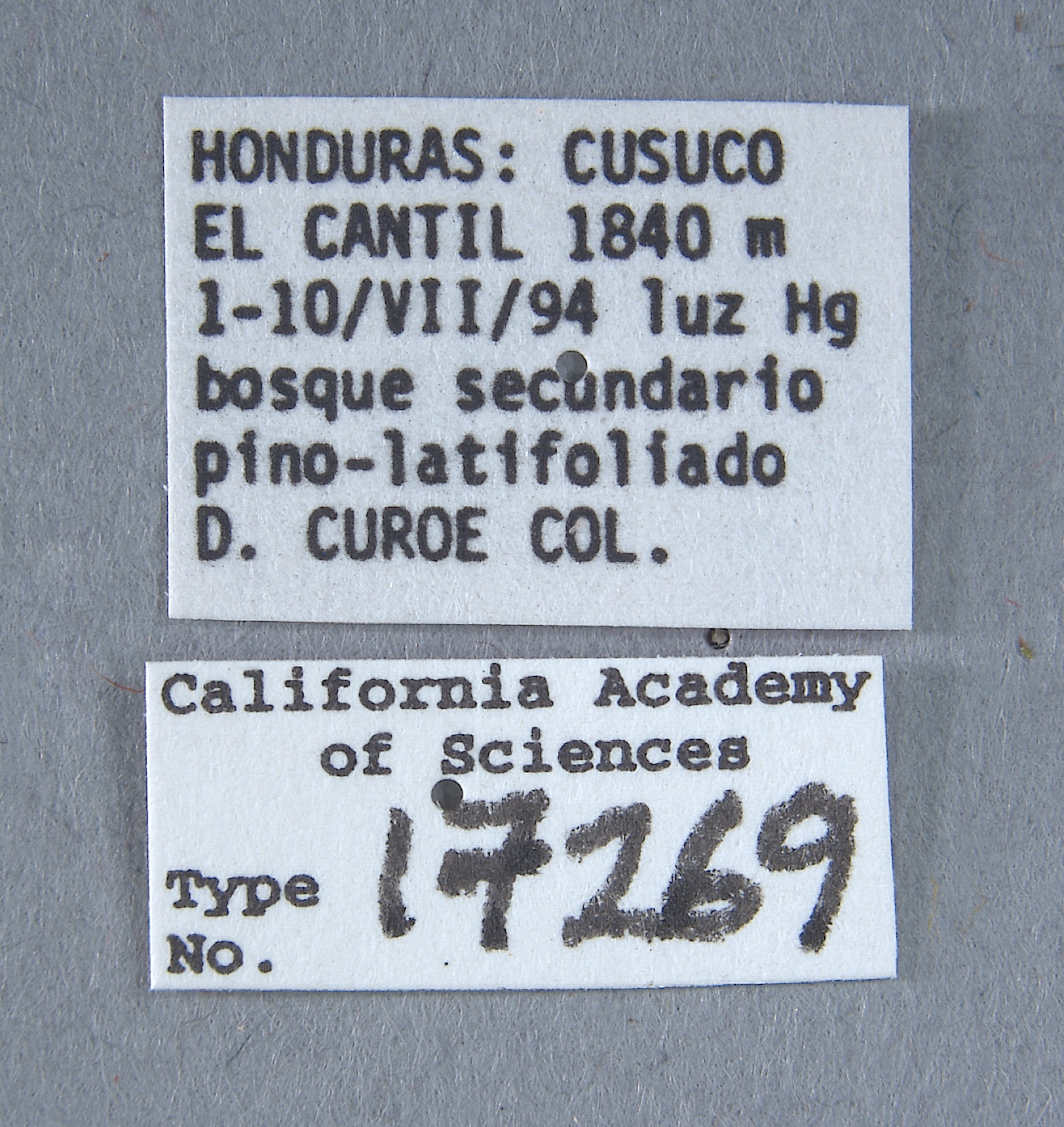 Plusiotis cusuquensis image