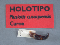 Plusiotis cusuquensis image