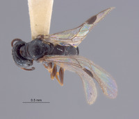 Spilomena rossi image