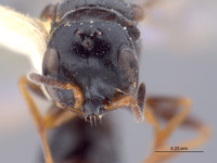 Image of Spilomena rossi