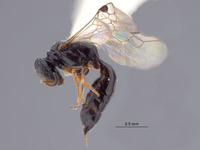 Spilomena rossi image