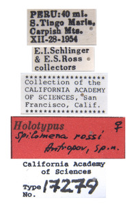 Spilomena rossi image