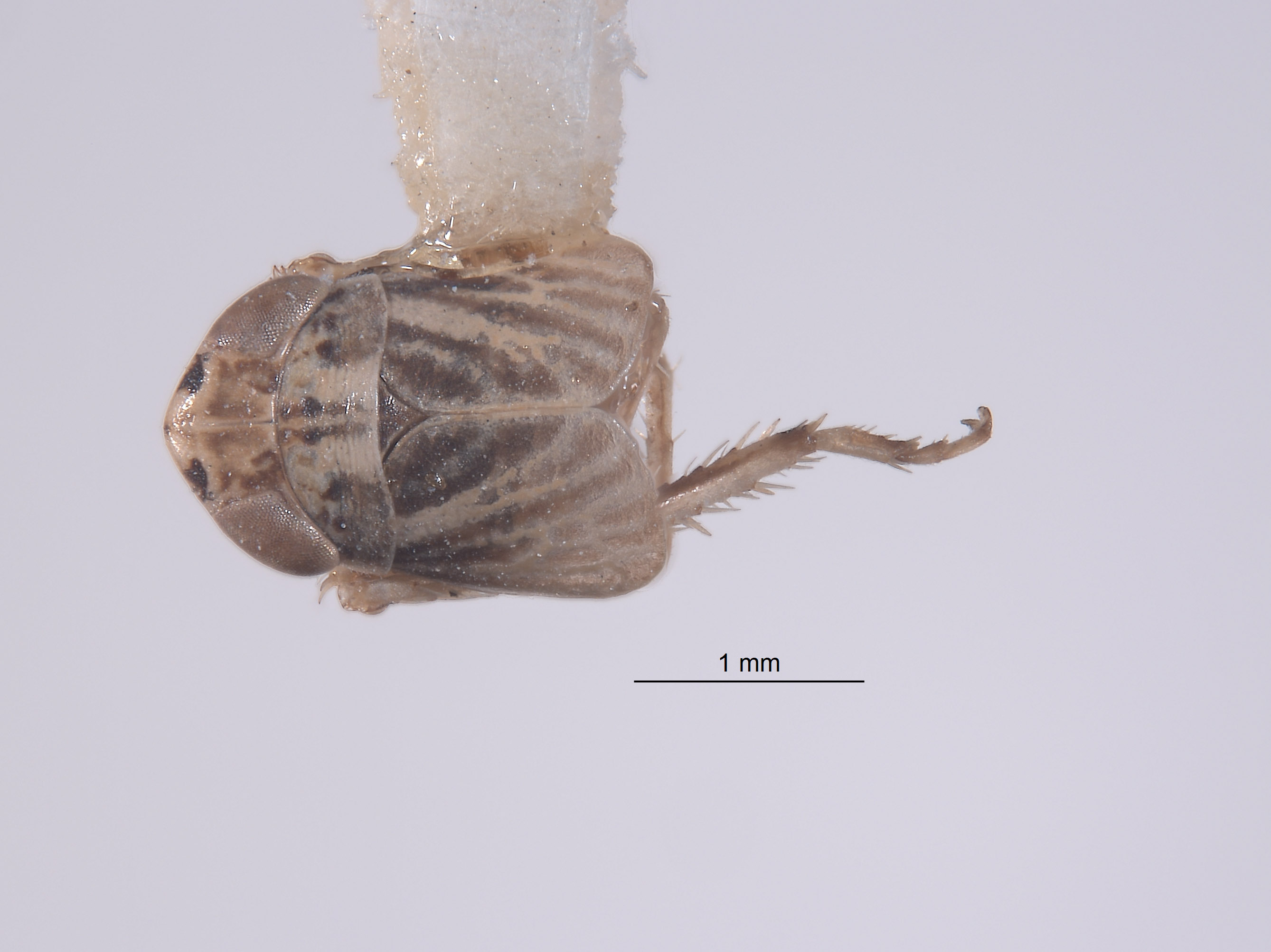 Athysanella nielsoni image