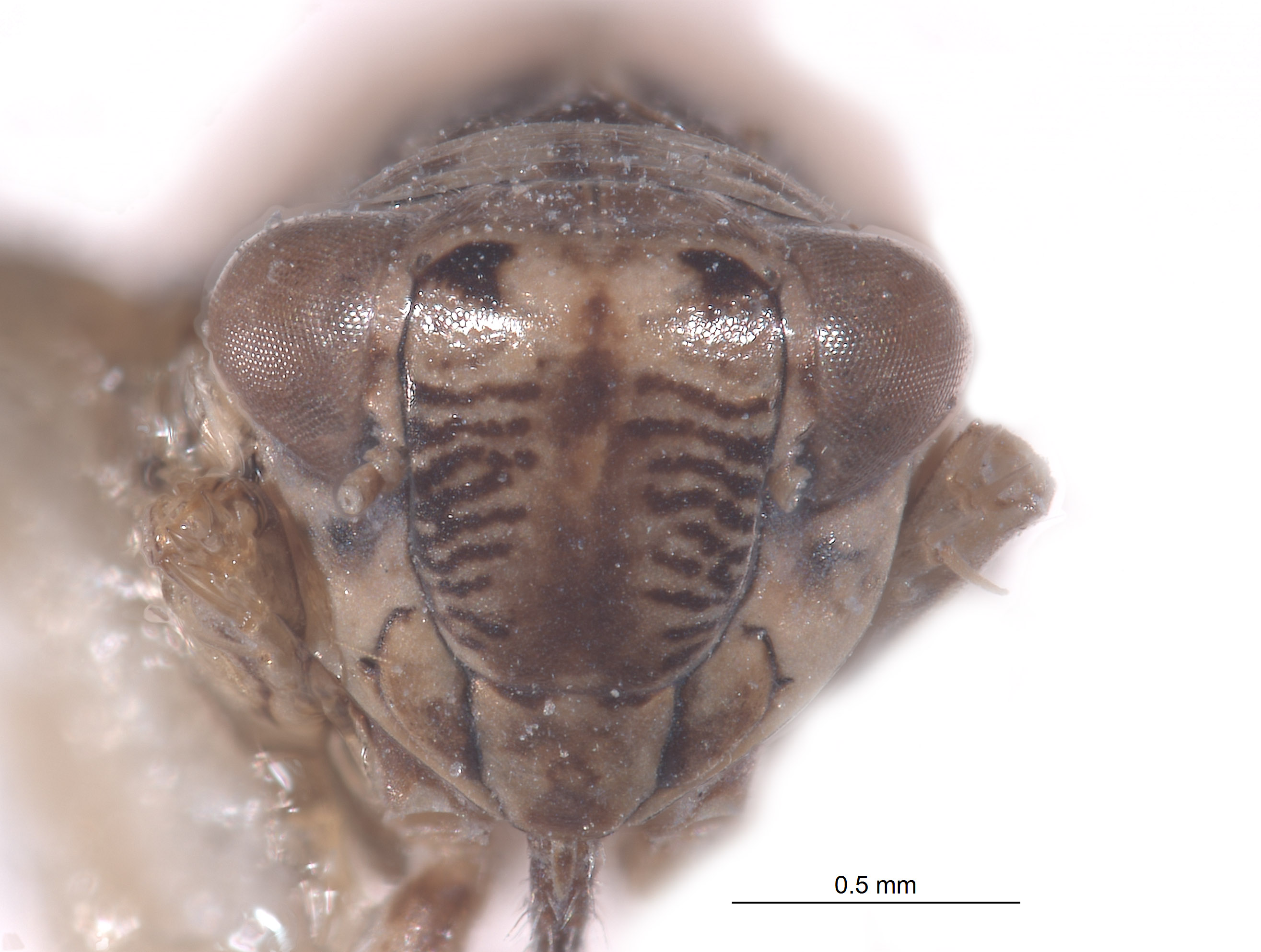 Athysanella nielsoni image