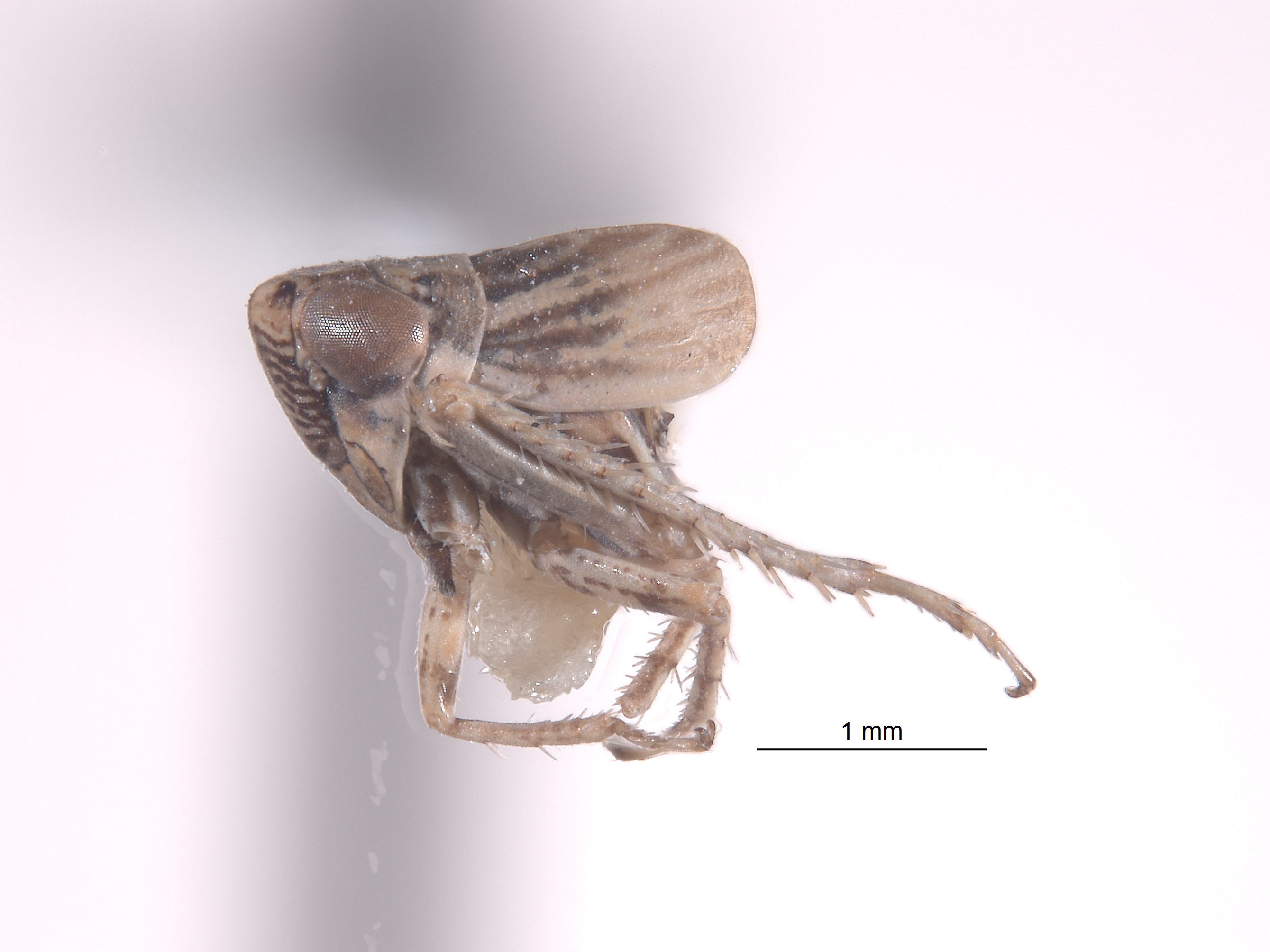 Athysanella nielsoni image
