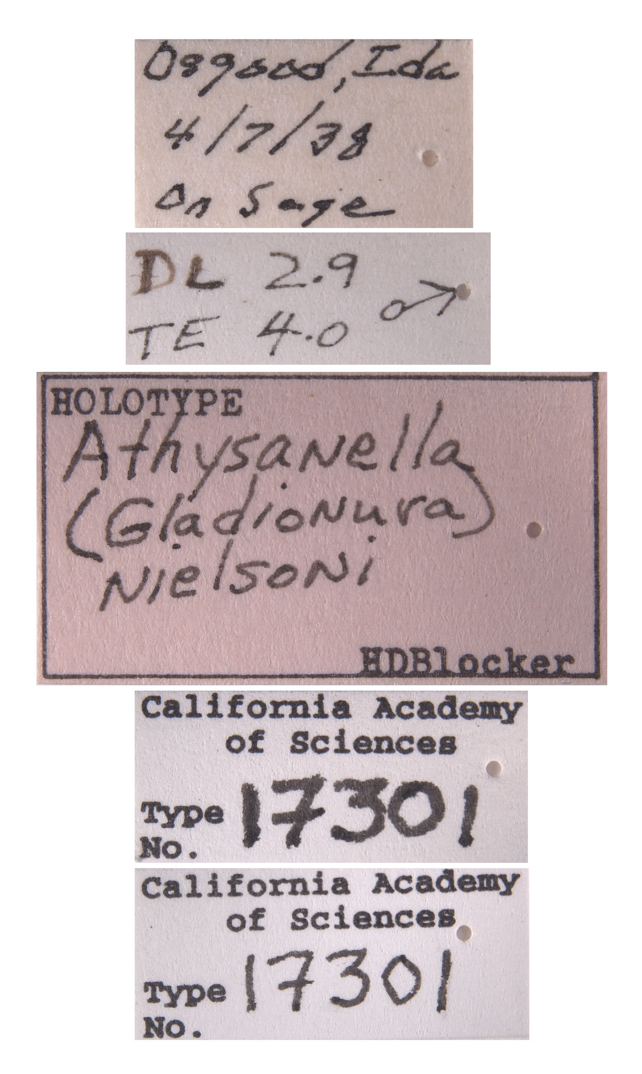 Athysanella nielsoni image
