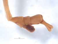 Diapheromera kevani image