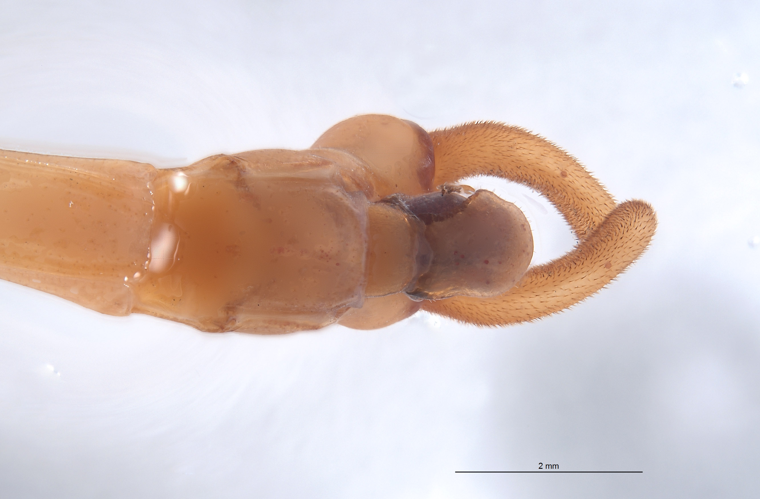 Diapheromera kevani image