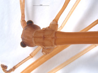 Diapheromera kevani image