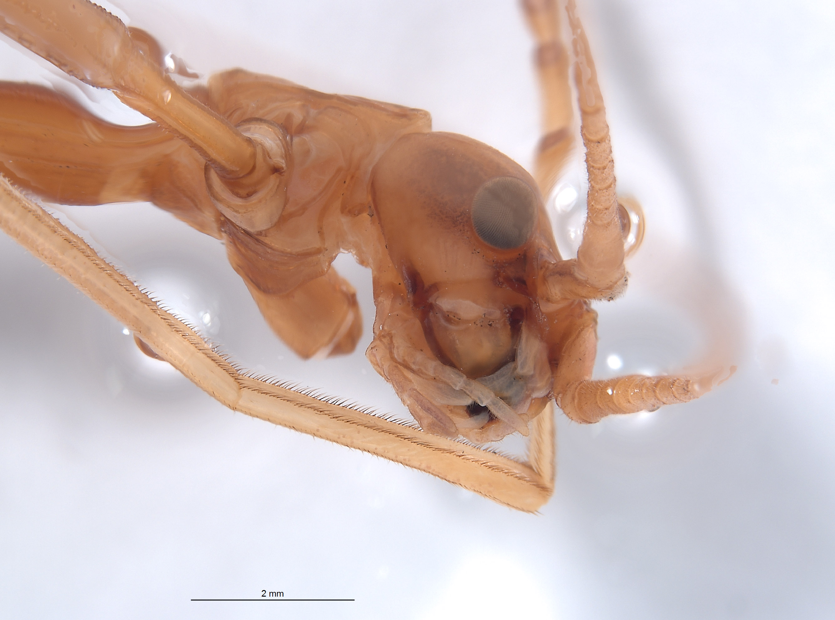 Heteronemiidae image