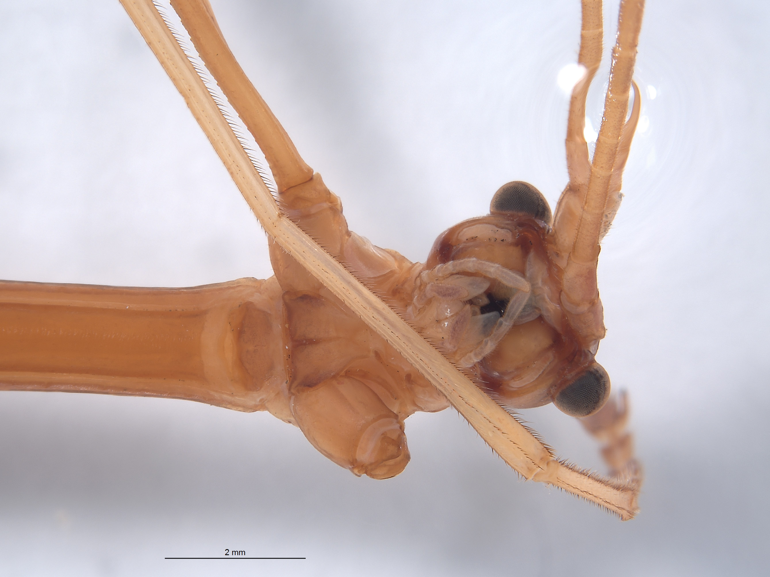 Diapheromera kevani image