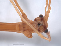 Diapheromera kevani image