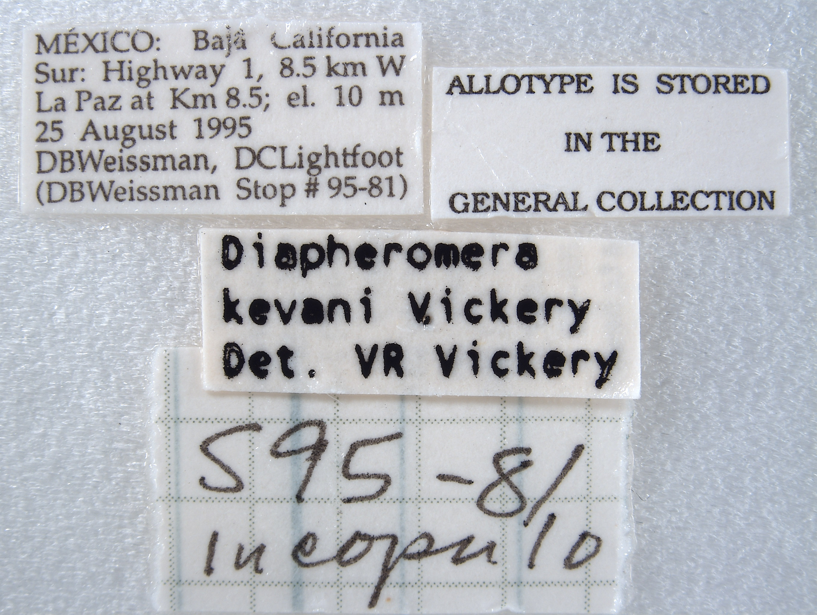 Diapheromera kevani image