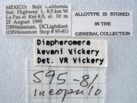 Diapheromera kevani image