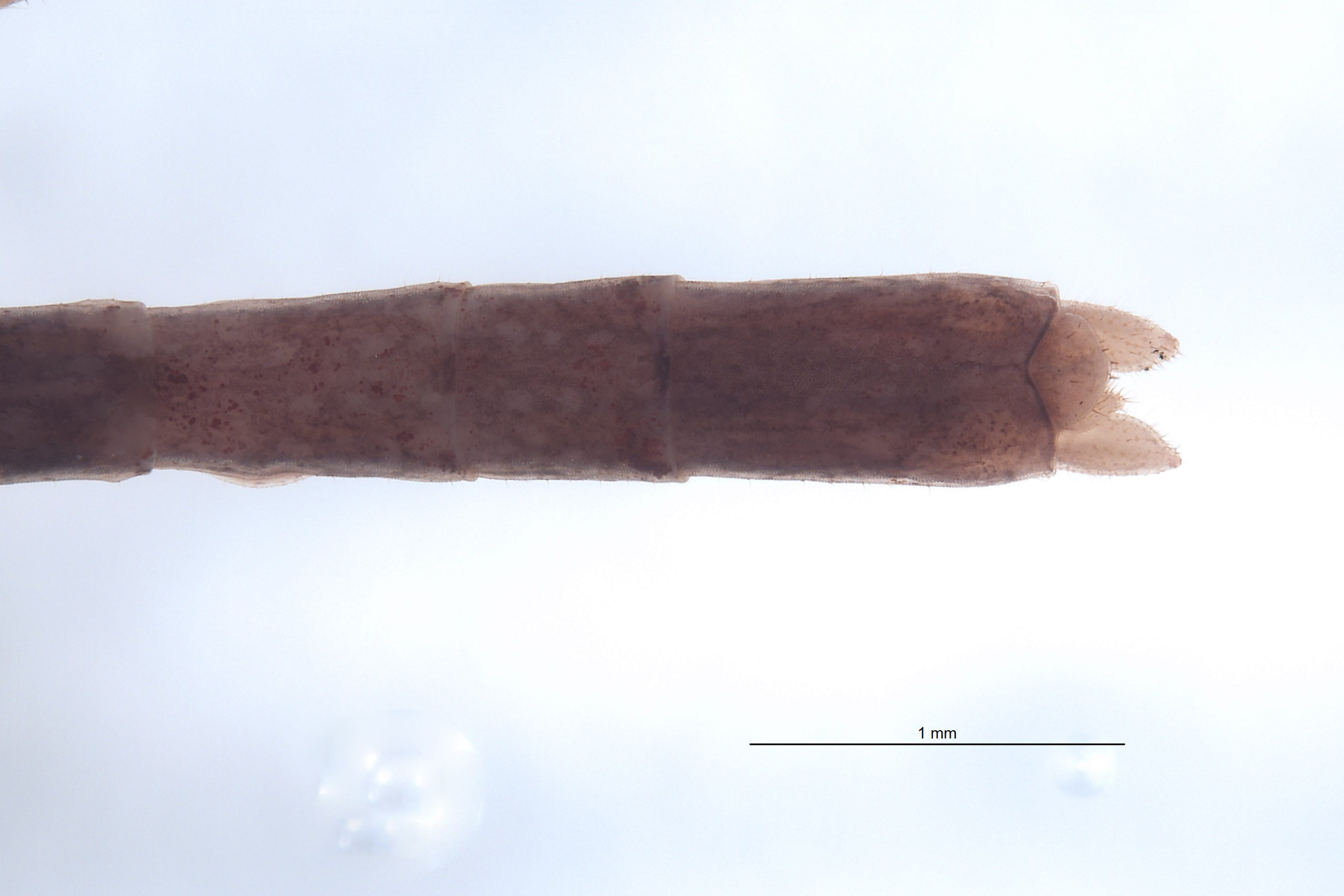 Heteronemiidae image