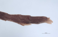 Diapheromera petita image