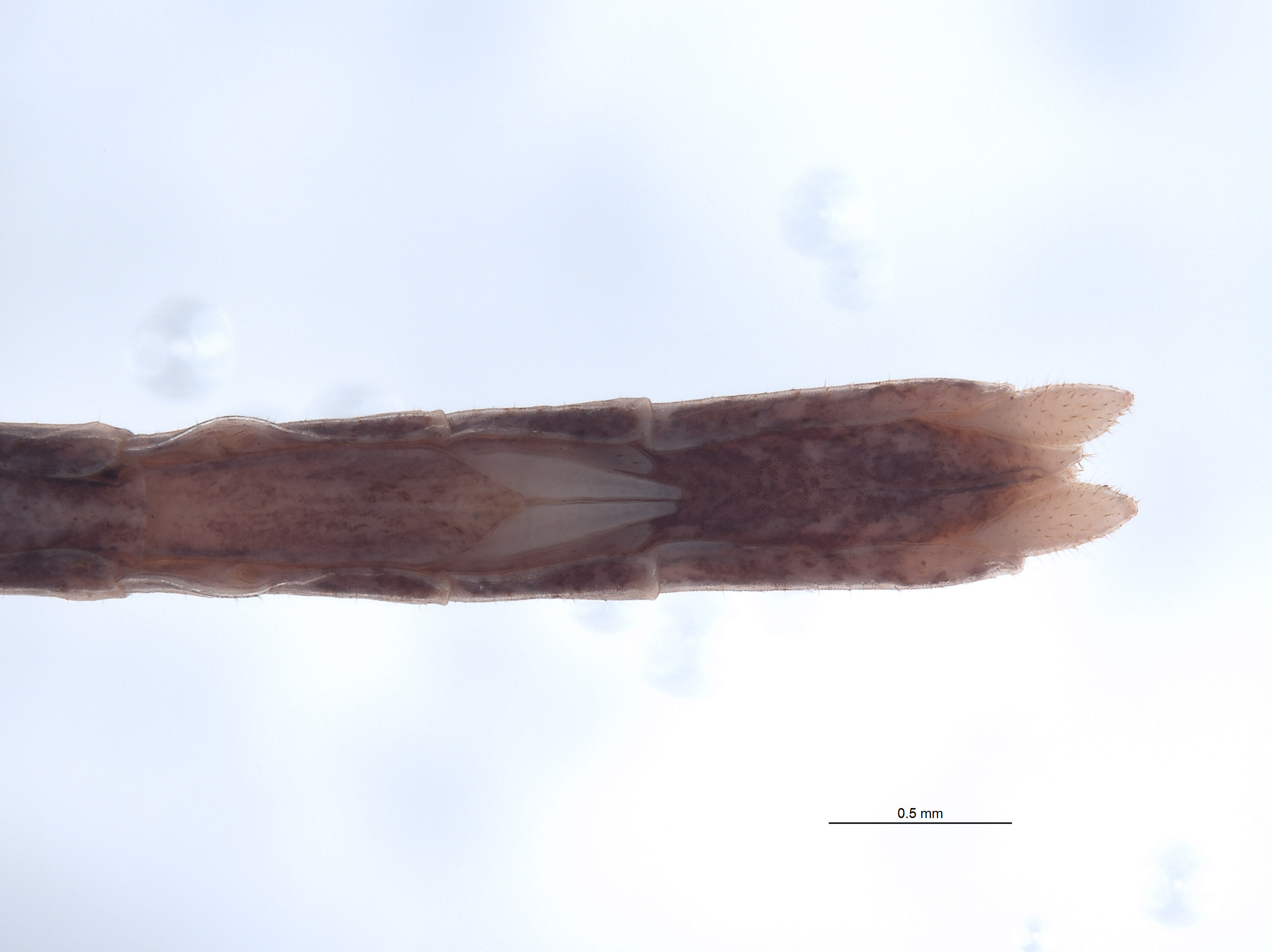 Diapheromera petita image