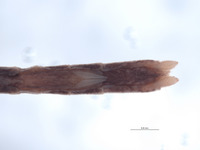 Diapheromera petita image