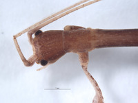 Diapheromera petita image