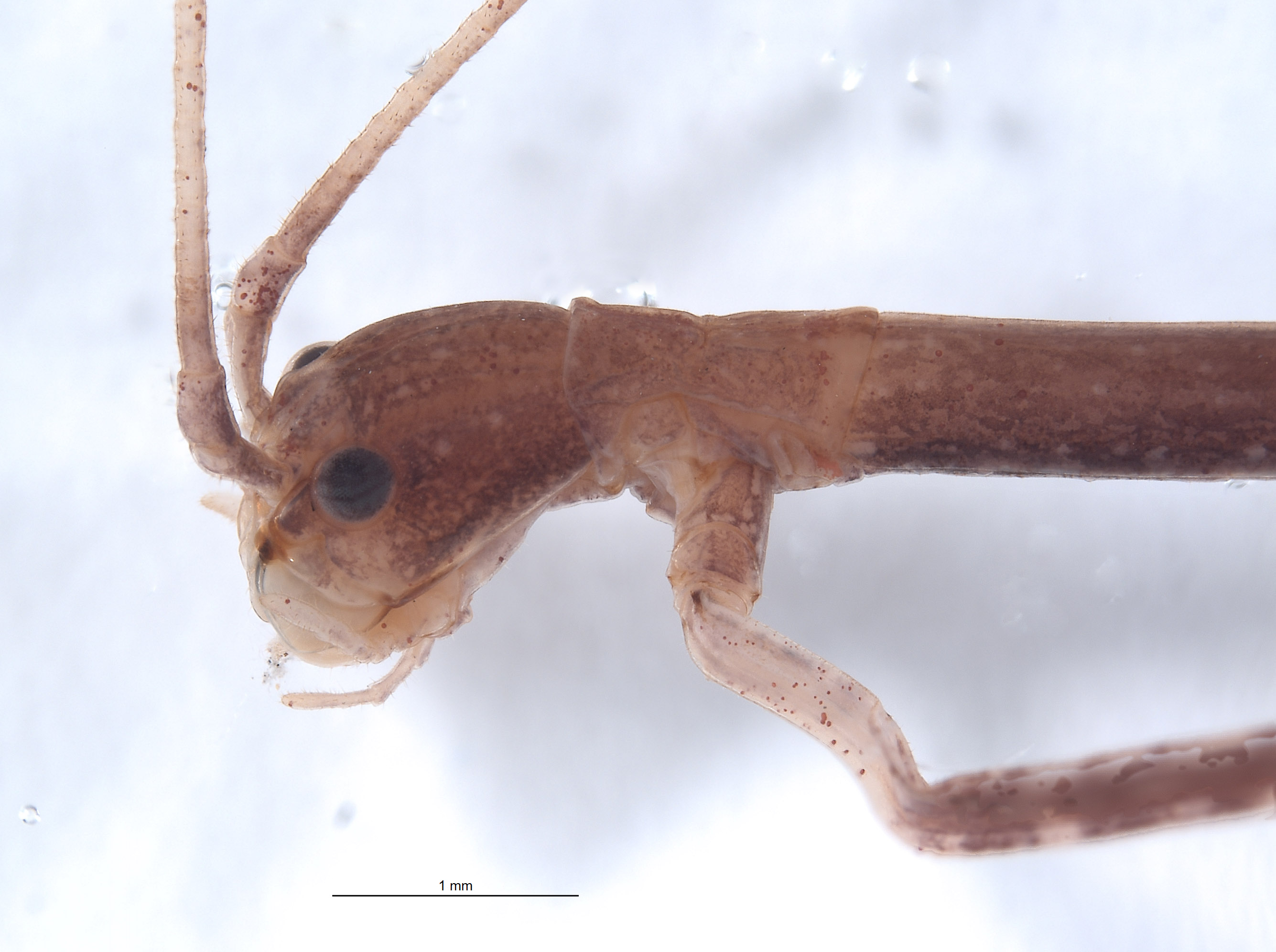 Diapheromera petita image