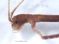 Diapheromera petita image