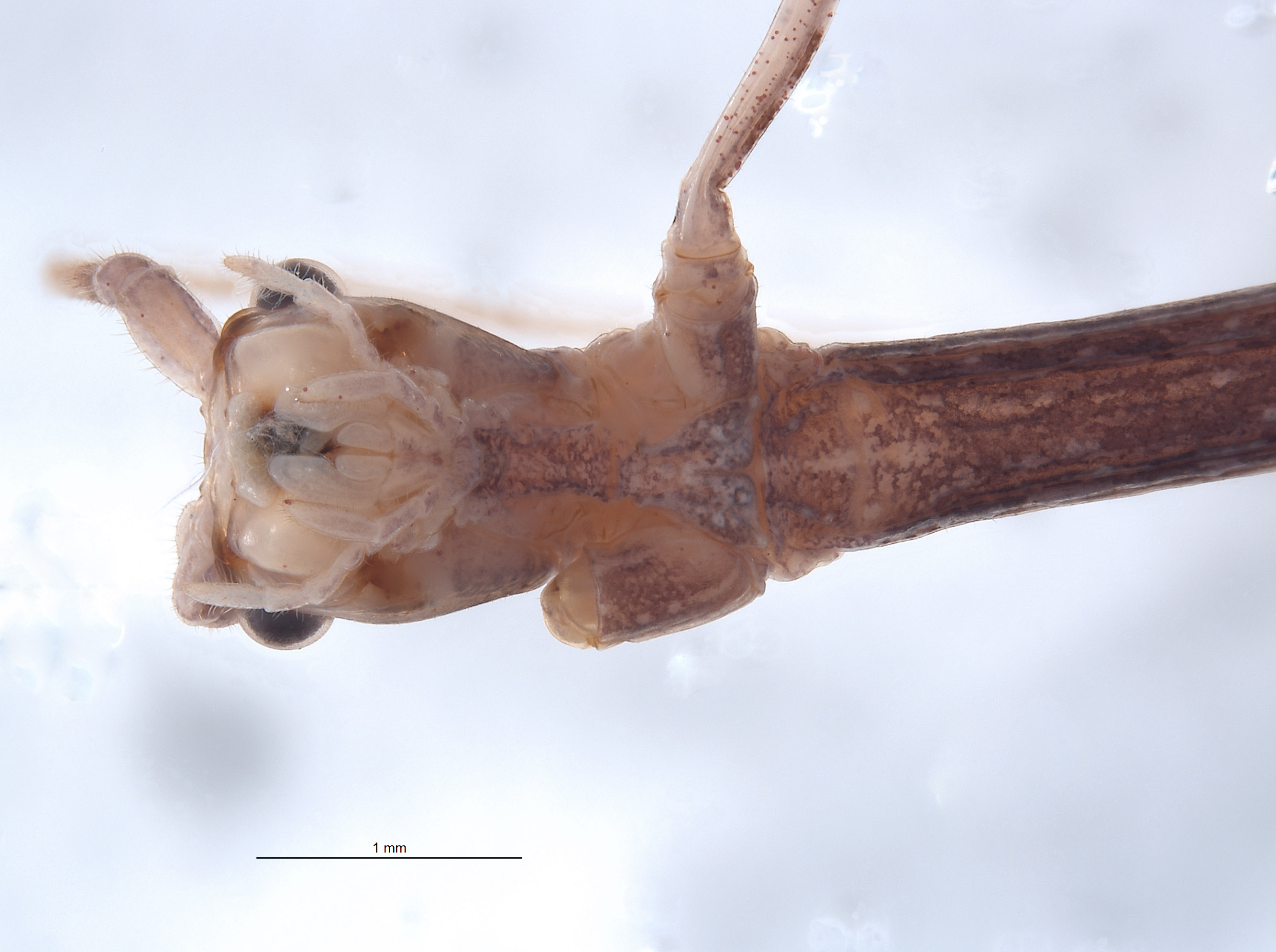 Diapheromera petita image