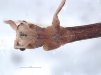 Diapheromera petita image