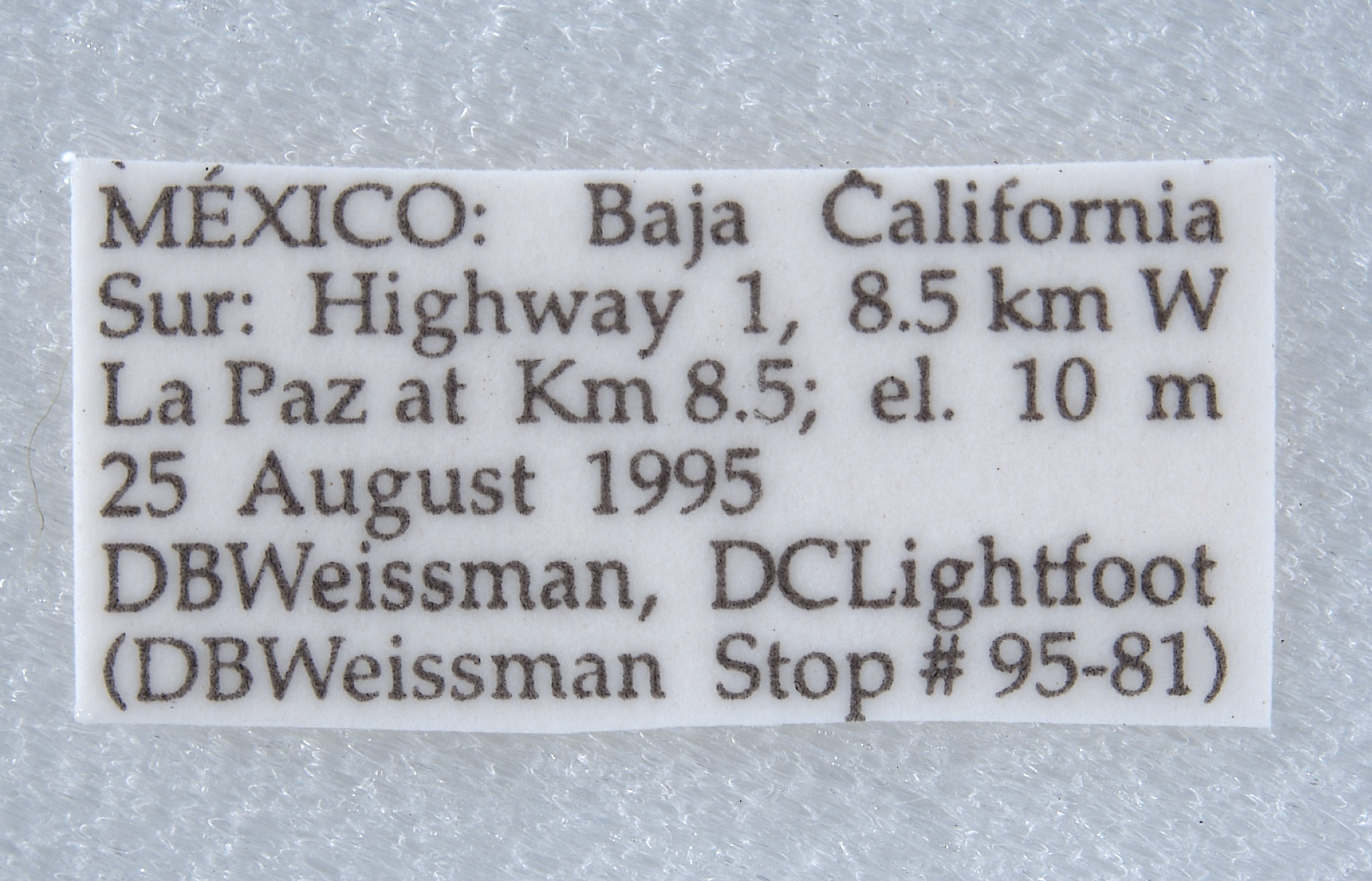 Diapheromera petita image