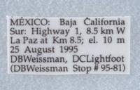 Diapheromera petita image