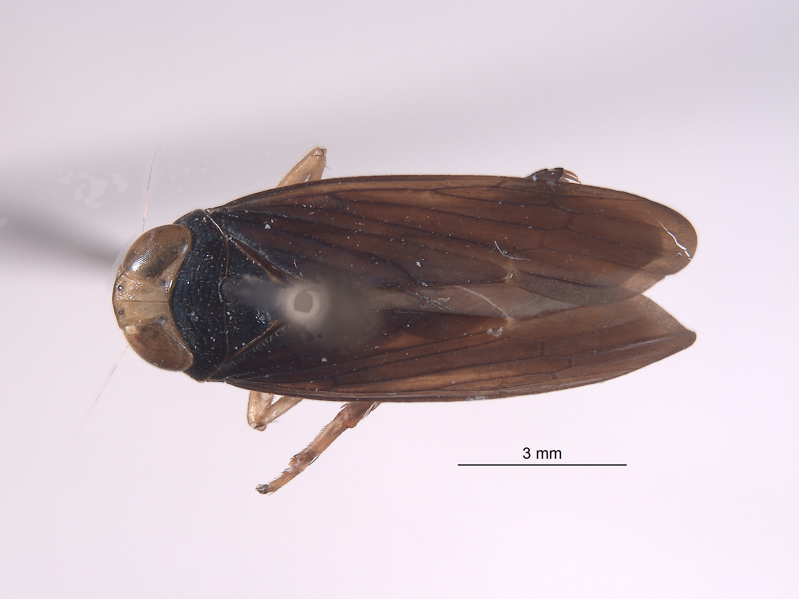 Calodia subcrista image