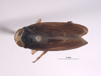 Calodia subcrista image