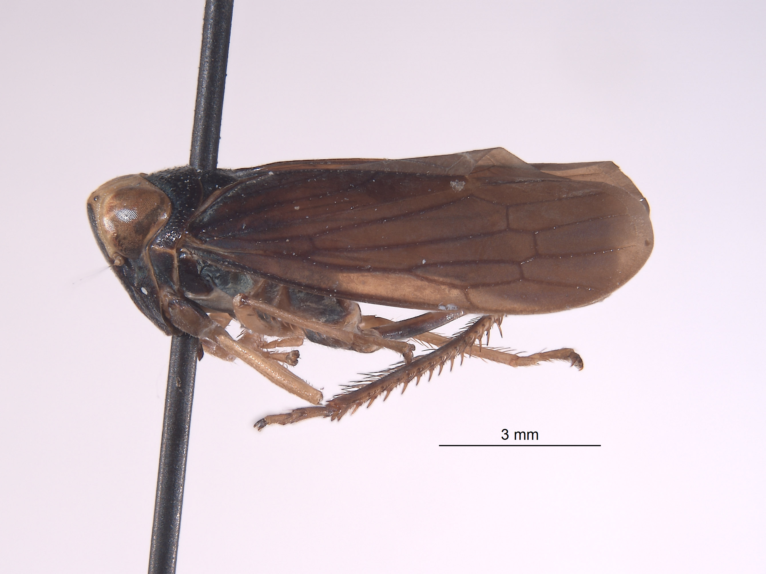 Calodia subcrista image