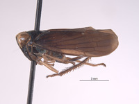 Calodia subcrista image