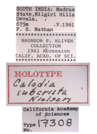 Calodia subcrista image